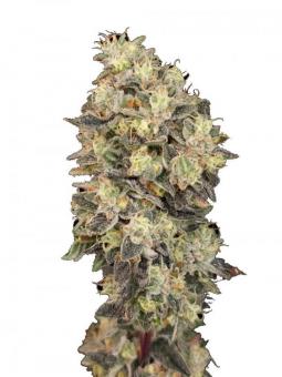 Blackberry Gum Auto - картинка 1