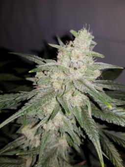 Gelato Auto - картинка 4