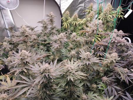 AlienZ - картинка 2