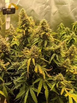 Critical genetics fem - картинка 4