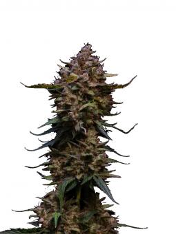 Total Cheese Auto (aka Super Cheese Auto) - картинка 9