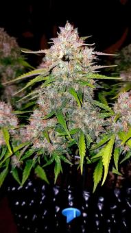 Crystal Candy XL Auto - картинка 1