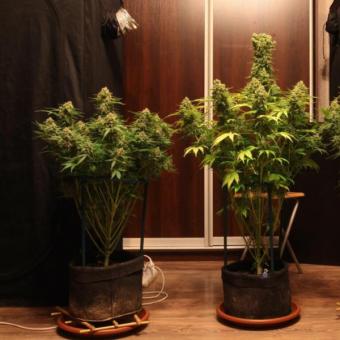 Devotchka Auto - картинка 6