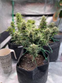 Purple Lemonade FF - картинка 3