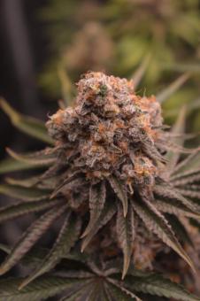 Golden Apple Haze - картинка 3