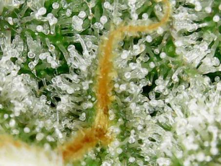 Watermelon Zkittlez - картинка 8