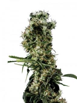 Arjan's Haze 3 - картинка 1