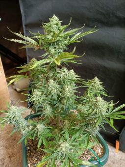 Auto White Widow CBD - картинка 4