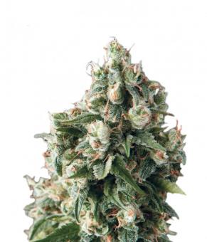 Lennon - картинка 1