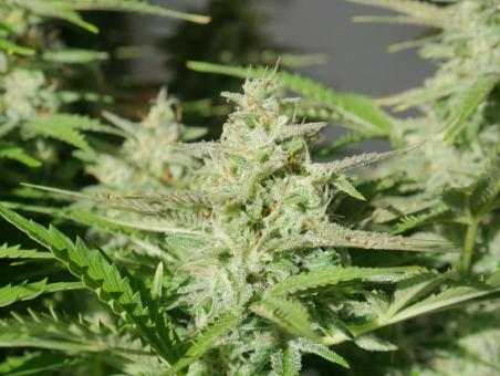 Girl Scout Cookies Auto - картинка 4