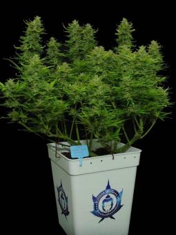 Buddha Auto Critical - картинка 6