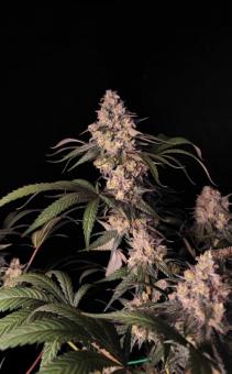 Fullgas - картинка 4