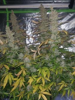 Auto Candy Bubatz XL - картинка 4