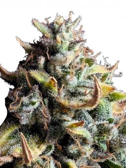 Og Double Kush - картинка 2