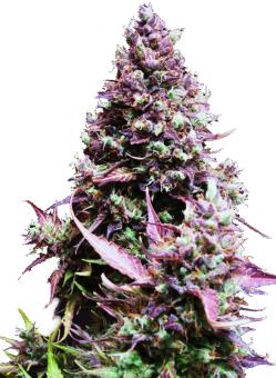 Cream Caramel Auto - картинка 2