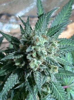 Frosted Guava Autoflowering - картинка 3