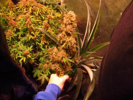 Auto Mazar - картинка 3