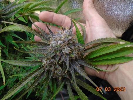 Banana Blaze - картинка 5