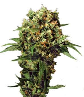 Kalashnikova Auto - картинка 6