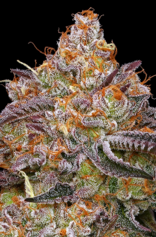 Granny Candy - картинка 2