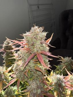 Stardawg Auto - картинка 4