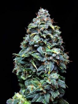 Doctor's Choice #1 Auto - картинка 2