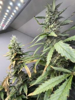 Six Shooter Auto - картинка 7