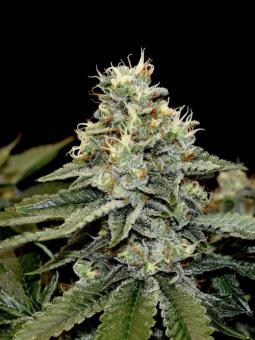 Tropical Tangie - картинка 2