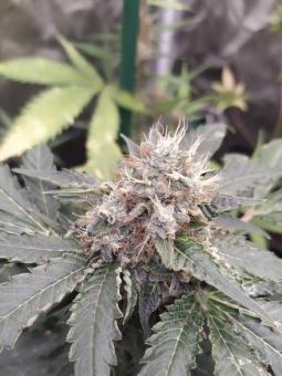 Tropical Tangie - картинка 5