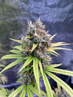 Cali Crasher - картинка 6