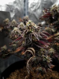 Meringue - картинка 1