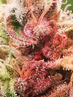 Hawaii Maui Waui Auto - картинка 5