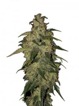 Buddha Syrup Auto - картинка 1