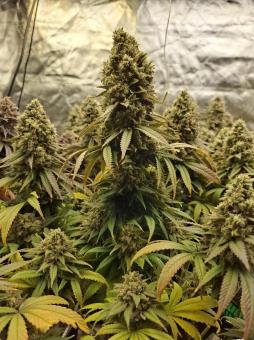 Gelato - картинка 4