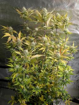 Neville's Rose Auto - картинка 1