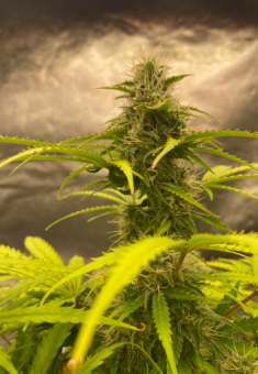 Sweet Mango Auto - картинка 2