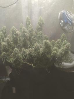 AK 74 Auto - картинка 3