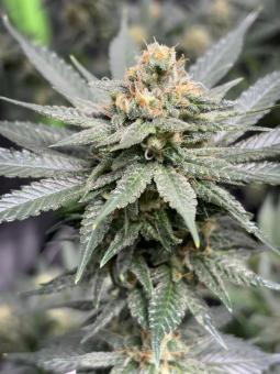 Exodus Cheese - картинка 2