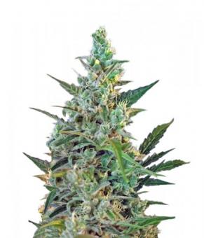 Sweet Skunk F1 Fast Version - картинка 5