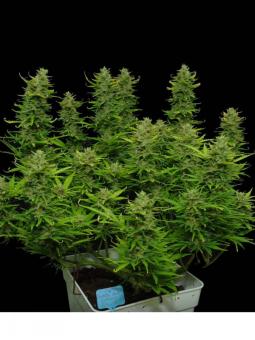 Buddha Auto Critical - картинка 4