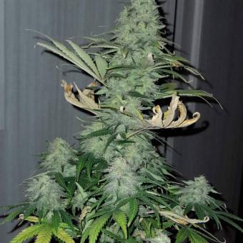 Critical Sensi Star Early Version - картинка 2