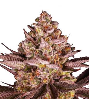 Biscotti Mintz - картинка 1