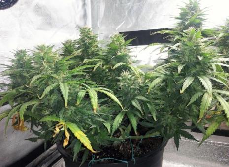 Sour Diesel Auto - картинка 7