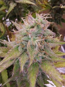 Blueberry Auto - картинка 5