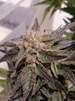 El Xupet Negre - картинка 3