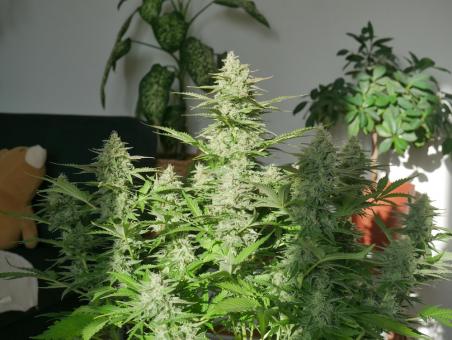 Girl Scout Cookies Auto - картинка 5