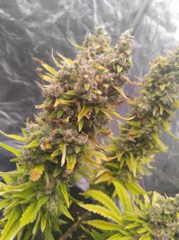 Pure Kush - картинка 3