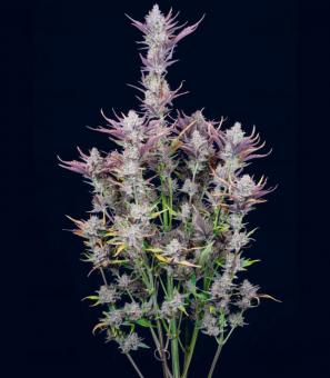 Wedding Glue Auto - картинка 1