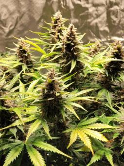 Lemonade Auto - картинка 3