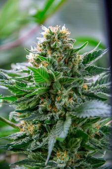 S.A.D. Sweet Afgani Delicious F1 Fast Version - картинка 5